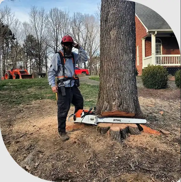 Arborist with chainsaw and tree notch